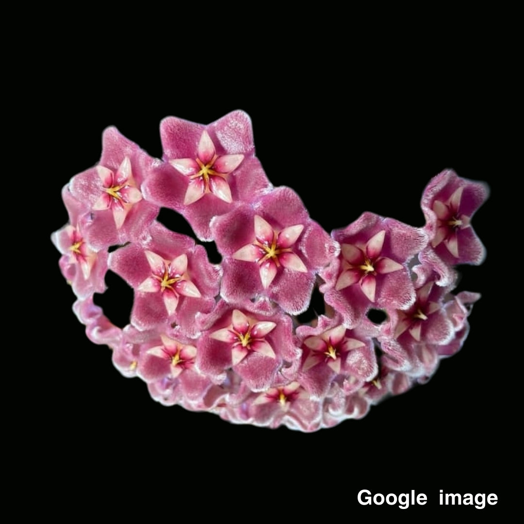 Hoya Pubicalyx Pink from Seed (Large) PRE-ORDER-JULY480