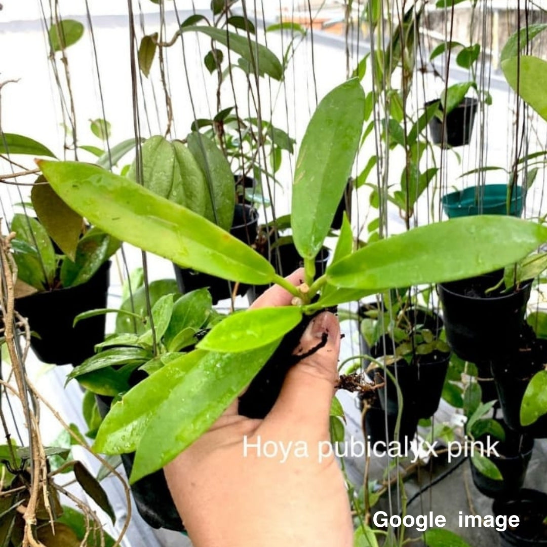 Hoya Pubicalyx Pink from Seed (Large) PRE-ORDER-JULY480