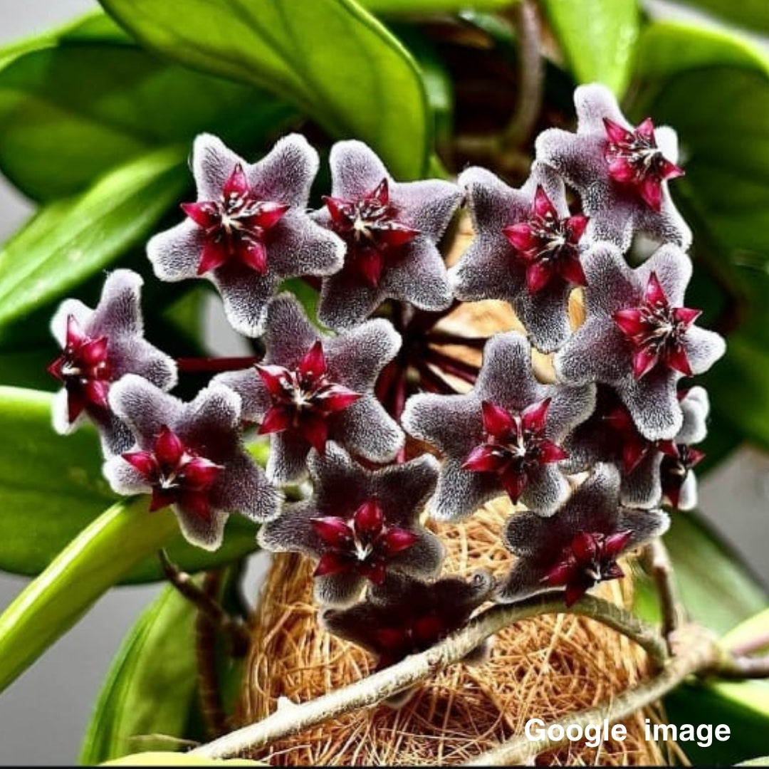 Hoya Pubicalyx "Royal Hawaiian Purple" Large (PRE-ORDER)-JULY355