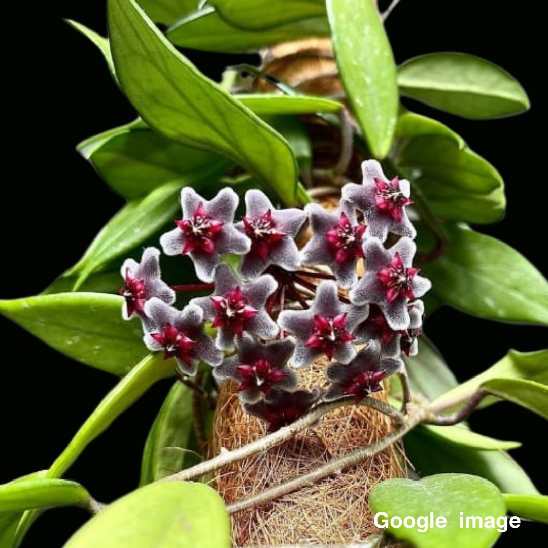 Hoya Pubicalyx "Royal Hawaiian Purple" Large (PRE-ORDER)-JULY355