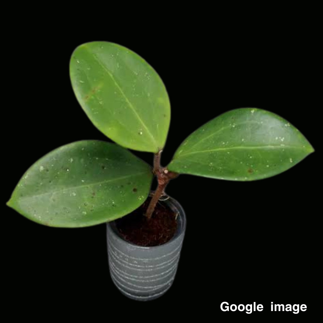 Hoya Parasitica Big Leaves Large (PRE-ORDER)-JULY443