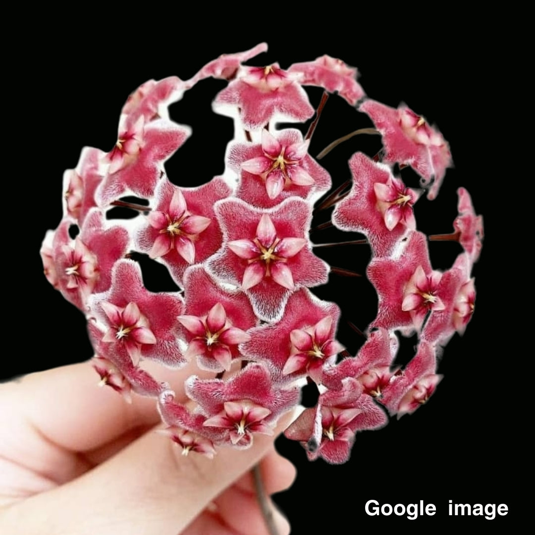 Hoya Pubicalyx Silver (Large) PRE-ORDER-JULY483