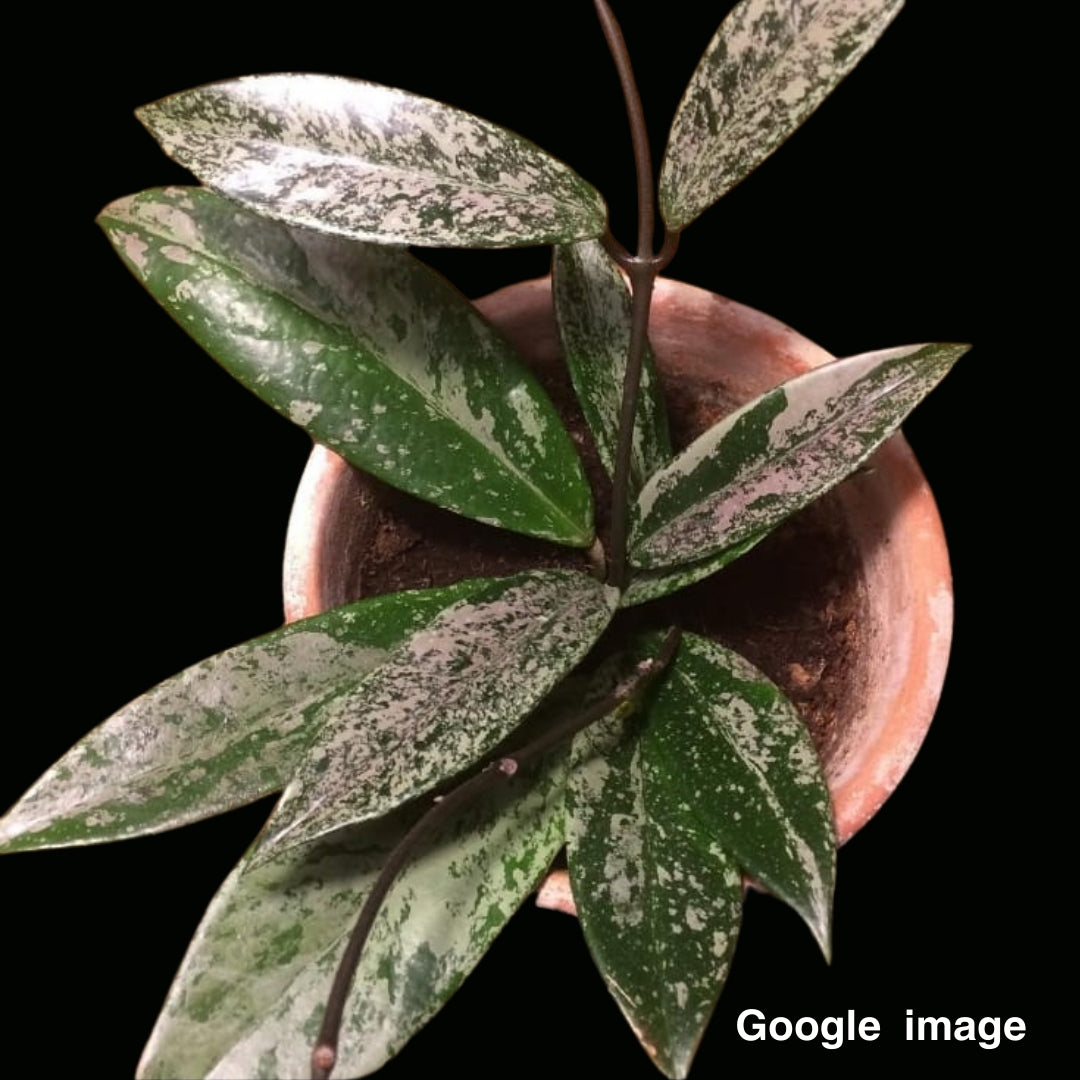 Hoya Pubicalyx Silver (Large) PRE-ORDER-JULY483