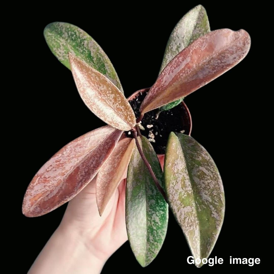Hoya Pubicalyx Silver (Large) PRE-ORDER-JULY483