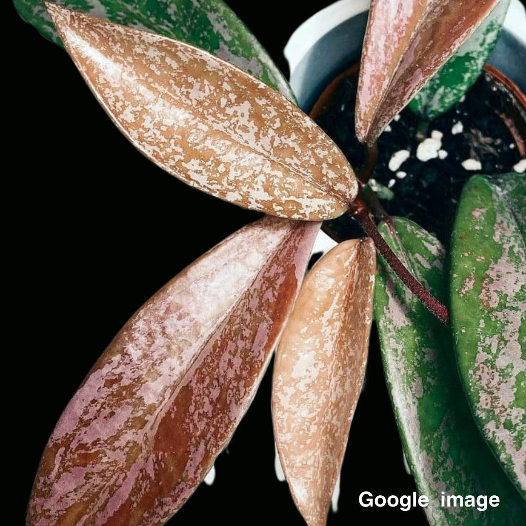 Hoya Pubicalyx Silver (Large) PRE-ORDER-JULY483