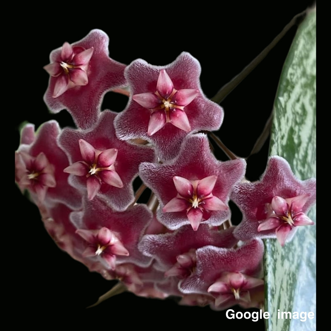 Hoya Pubicalyx Splash Large (PRE-ORDER)-JULY357