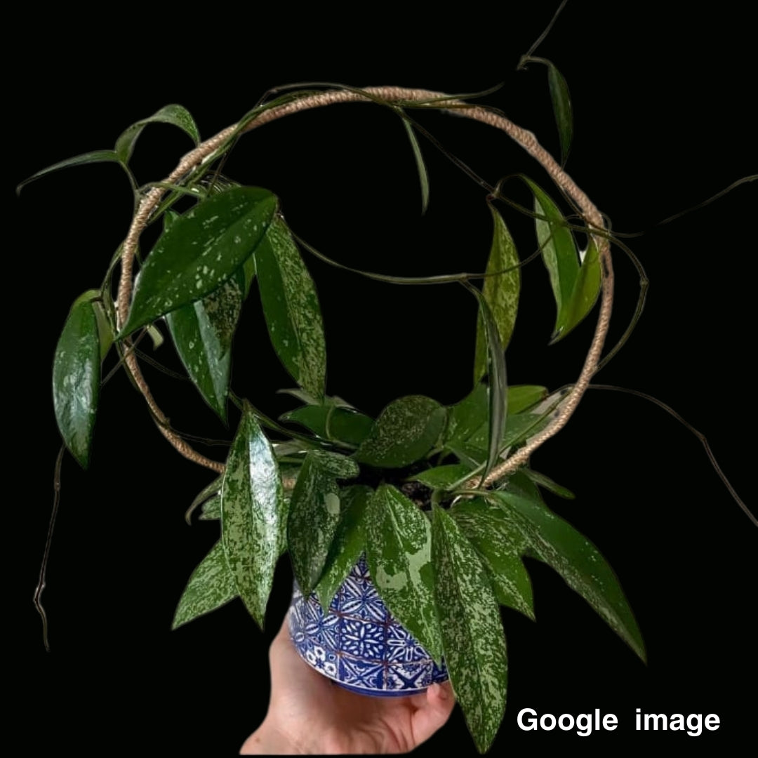 Hoya Pubicalyx Splash Large (PRE-ORDER)-JULY357