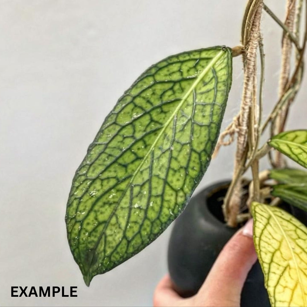 Hoya Sp.Tanggamus Large (PRE-ORDER)-JULY439