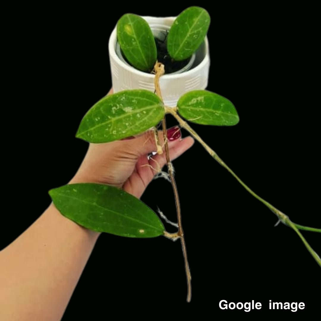 Hoya Quang Tri (Large) PRE-ORDER-JULY487