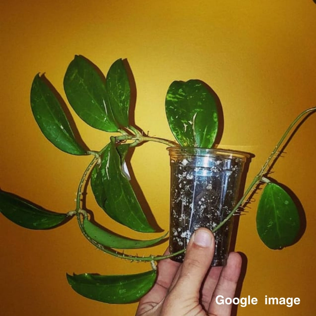 Hoya Quang Tri (Large) PRE-ORDER-JULY487