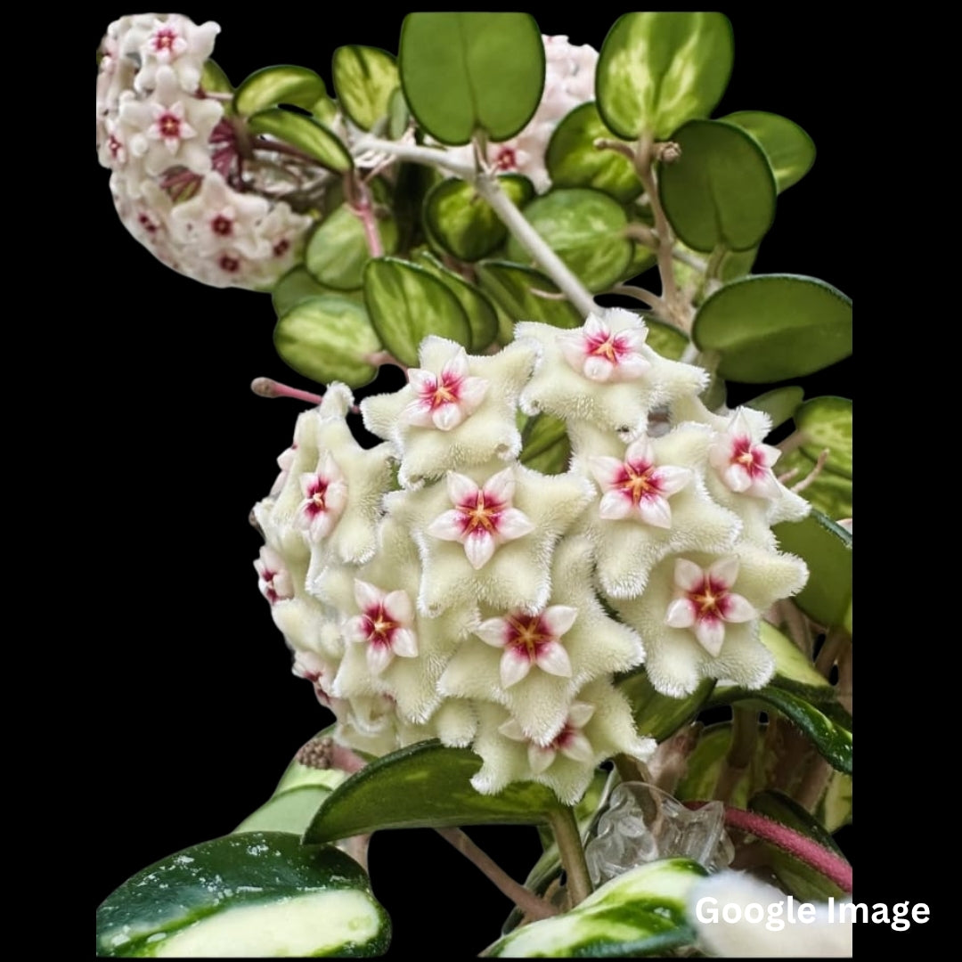 Hoya Mathilde Variegated (Small) PRE-ORDER-JULY360