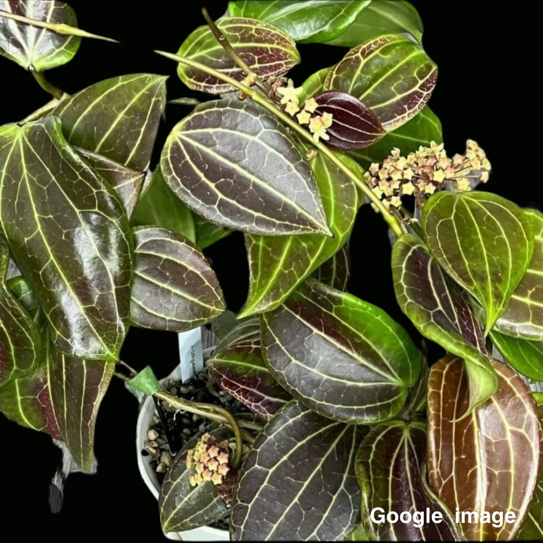 Hoya Quinquenervia Large (PRE-ORDER)-JULY361