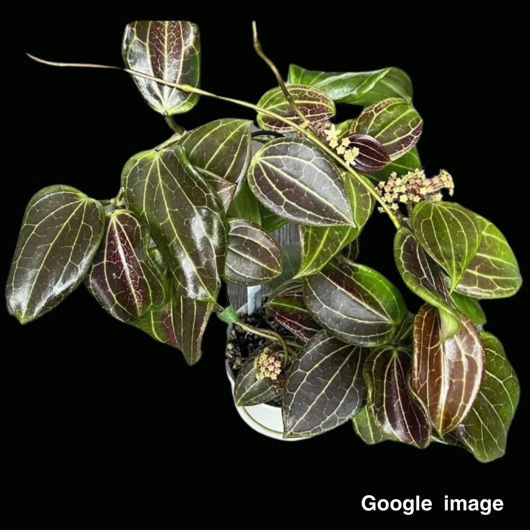 Hoya Quinquenervia (Large) PRE-ORDER-JULY488