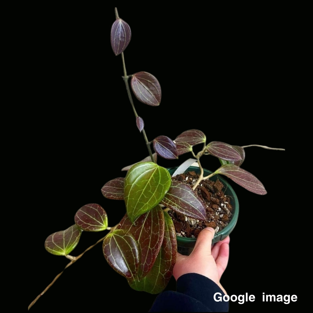 Hoya Quinquenervia (Large) PRE-ORDER-JULY488