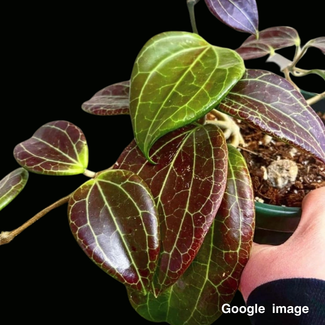 Hoya Quinquenervia (Large) PRE-ORDER-JULY488