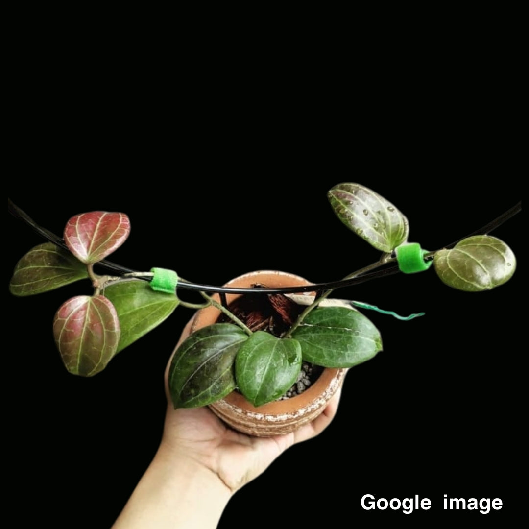 Hoya Quinquenervia (Large) PRE-ORDER-JULY488
