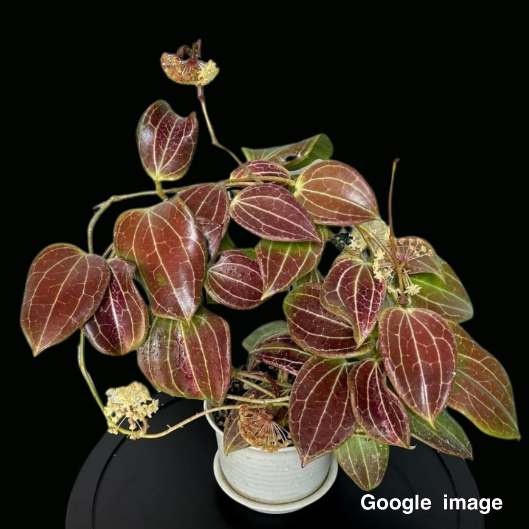 Hoya Quinquenervia Large (PRE-ORDER)-JULY361