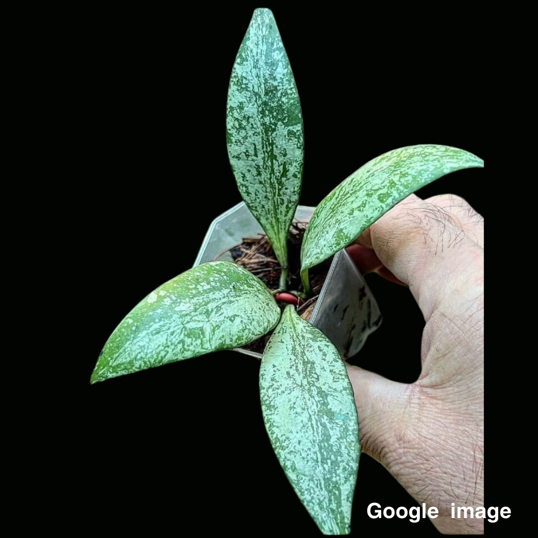 Hoya Revoluta Splash (Medium) PRE-ORDER-JULY494