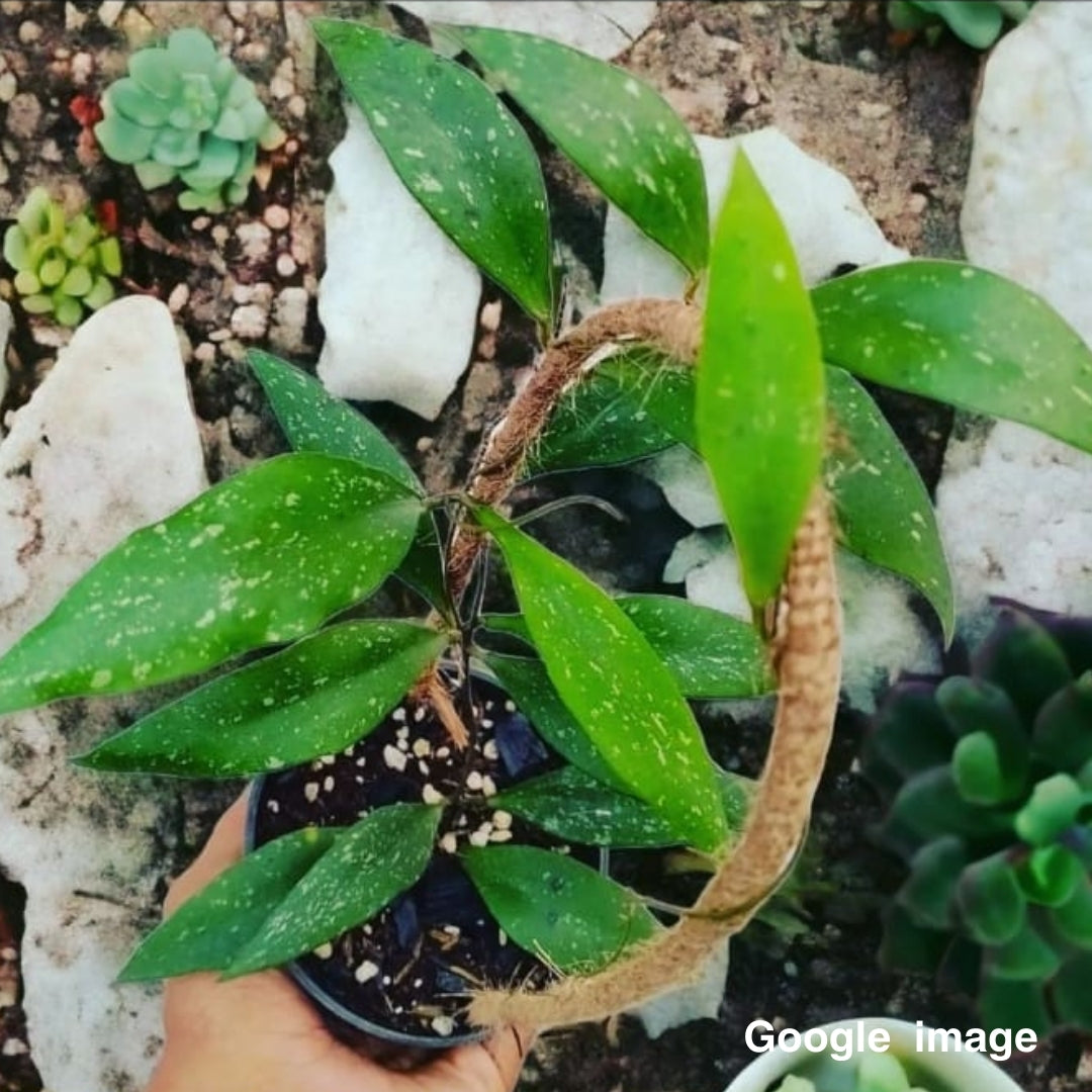 Hoya Revoluta Splash (Medium) PRE-ORDER-JULY494