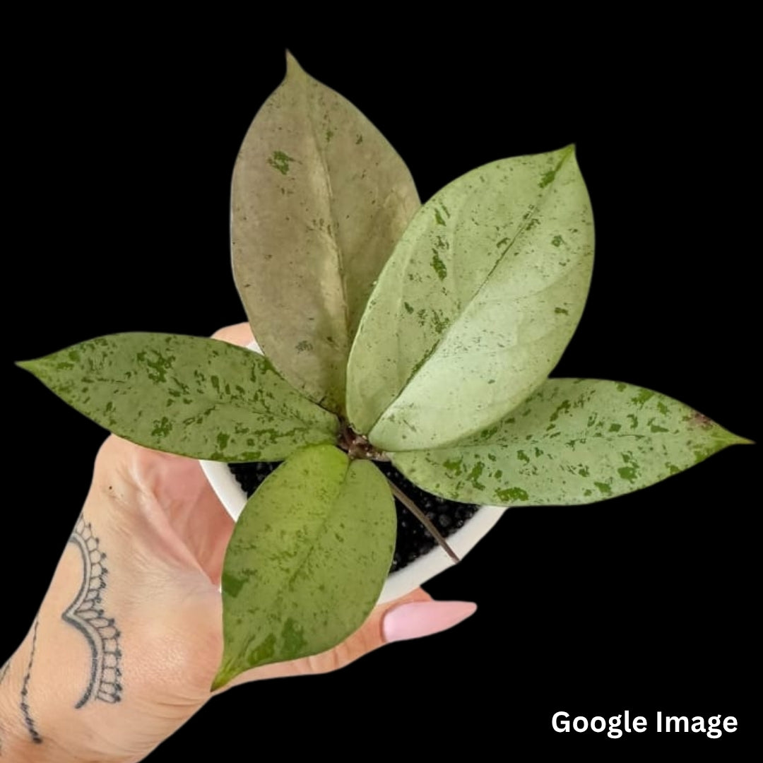 Hoya Meena (Small) PRE-ORDER-JULY366