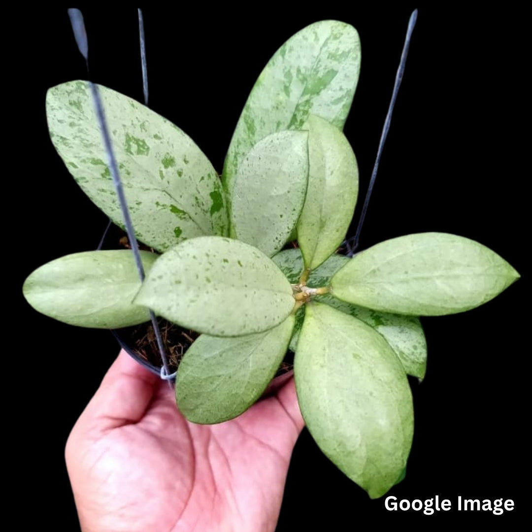 Hoya Meena (Small) PRE-ORDER-JULY366