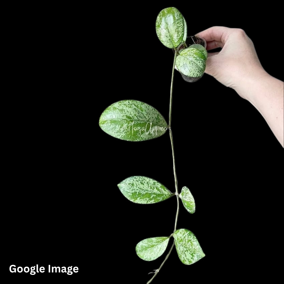 Hoya Meena (Small) PRE-ORDER-JULY366