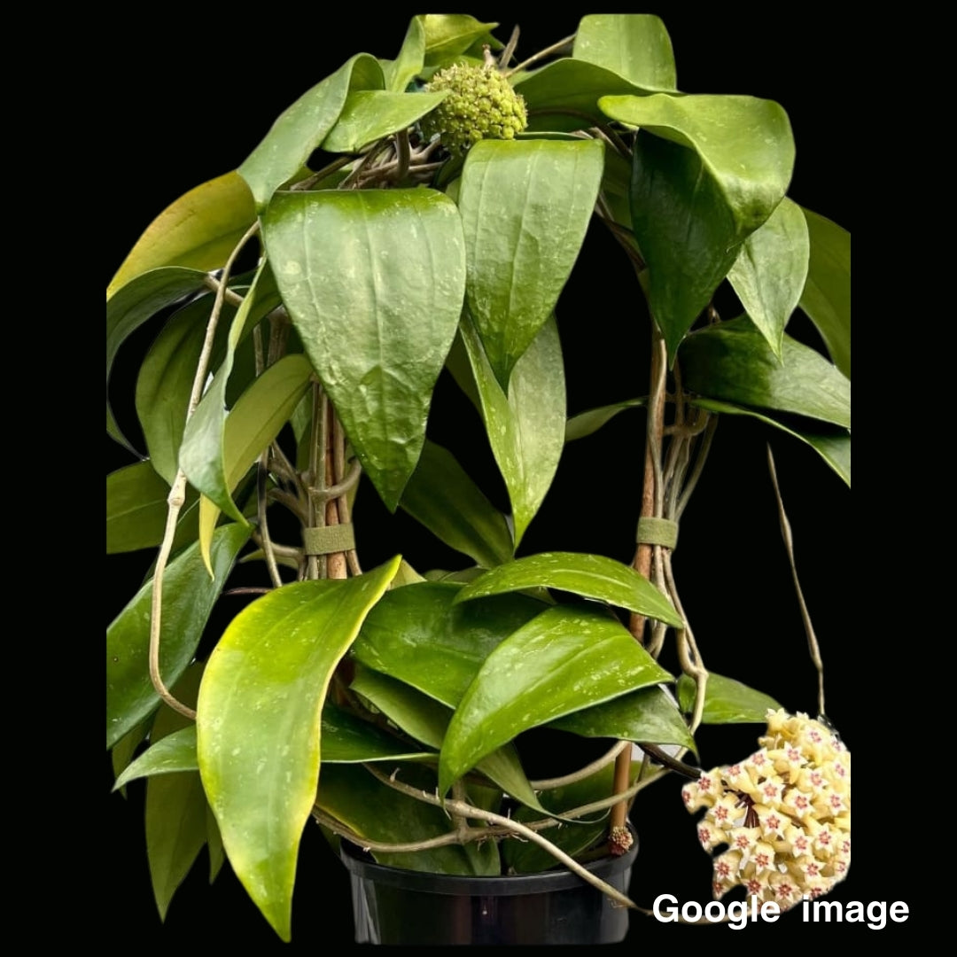 Hoya Rigida (Large) PRE-ORDER- JULY497