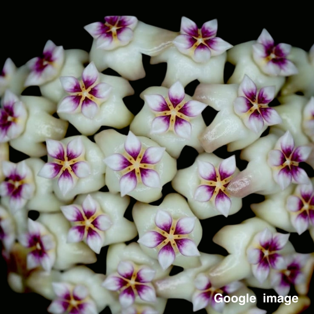 Hoya Rigida (Large) PRE-ORDER- JULY497