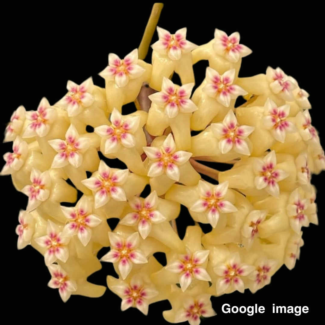 Hoya Rigida (Large) PRE-ORDER- JULY497