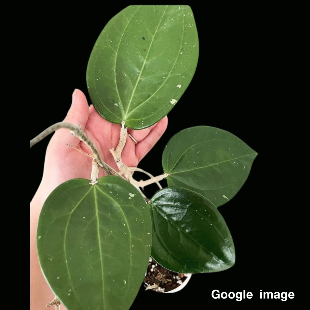 Hoya Rigida (Large) PRE-ORDER- JULY497