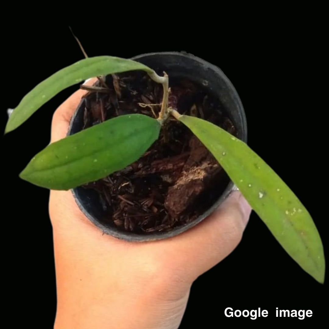 Hoya Rigidifolia (Large) PRE-ORDER- JULY498