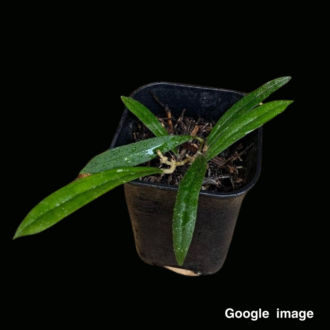 Hoya Rigidifolia (Large) PRE-ORDER- JULY498