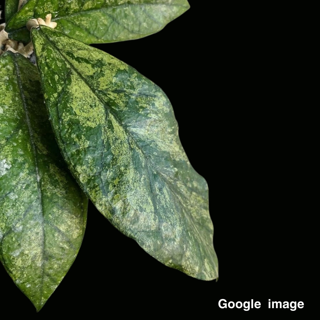 Hoya Bahoi (Large) PRE-ORDER-JULY060