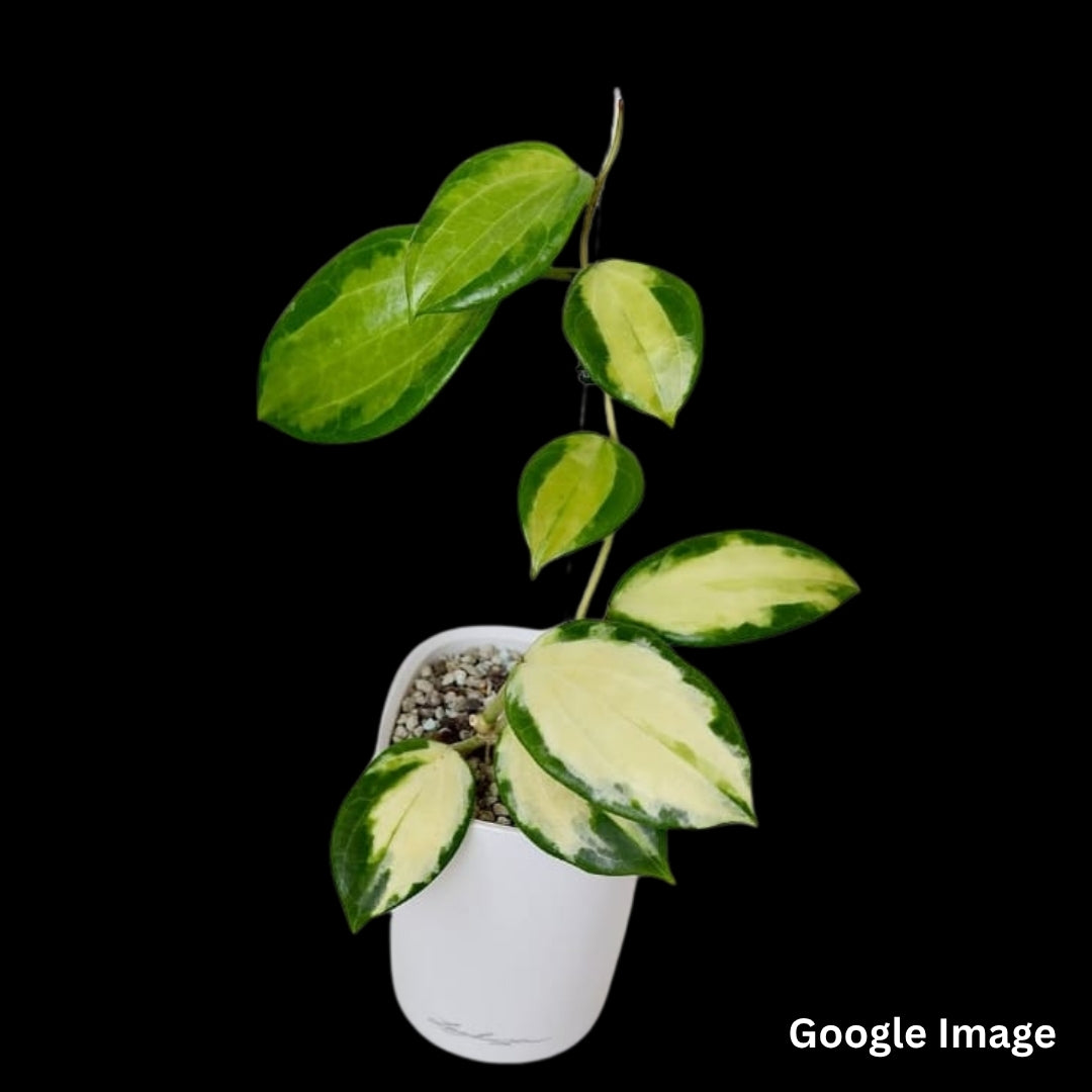 Hoya Merrillii Variegated (Small) PRE-ORDER-JULY373