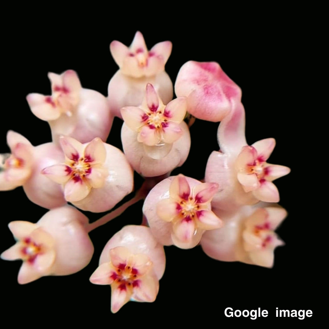Hoya Scortechinii Pink Large (PRE-ORDER)-JULY379