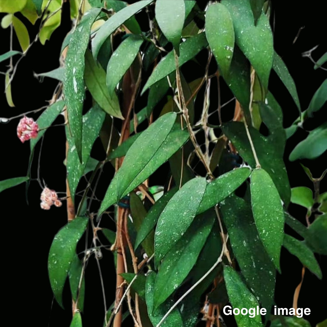 Hoya Scortechinii Pink (Large) PRE-ORDER-JULY513