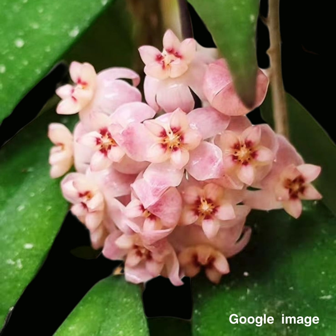 Hoya Scortechinii Pink (Large) PRE-ORDER-JULY513