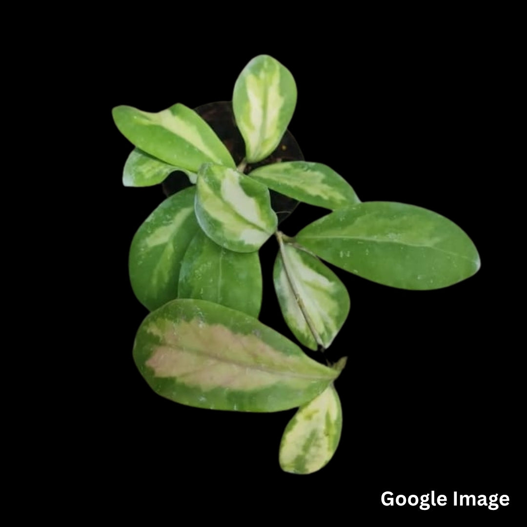Hoya Mindorensis Purple Star Variegated (Medium) PRE-ORDER-JULY380