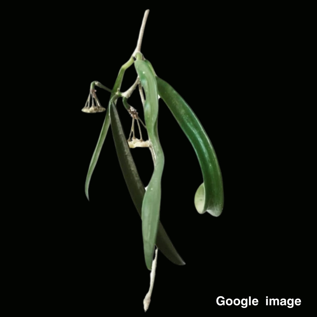 Hoya Shepherdii (Large) PRE-ORDER-JULY518