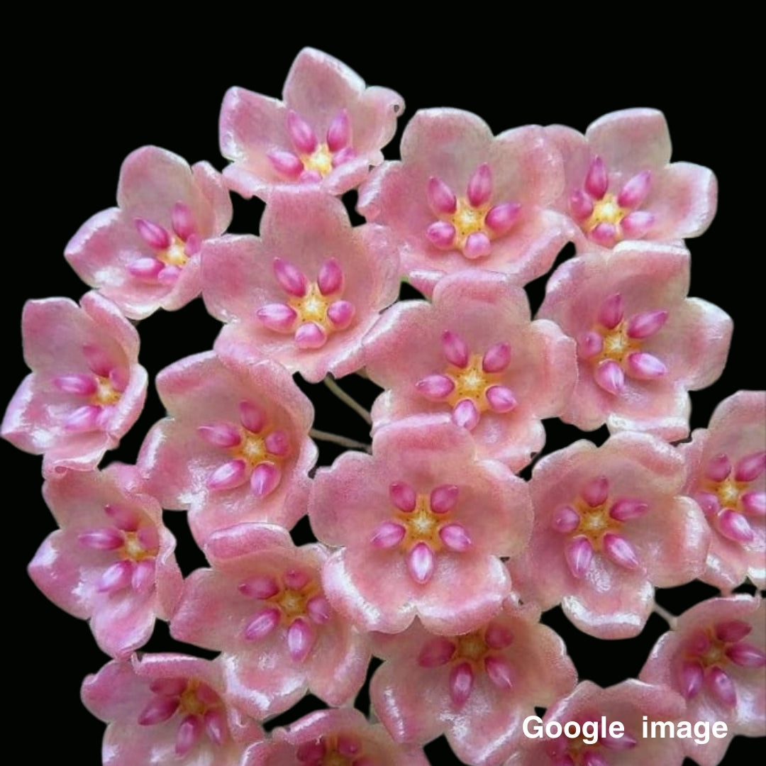 Hoya Siariae Light Pink (Large) PRE-ORDER-JULY520