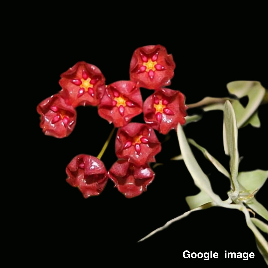 Hoya Siariae Red (Large) PRE-ORDER-JULY521