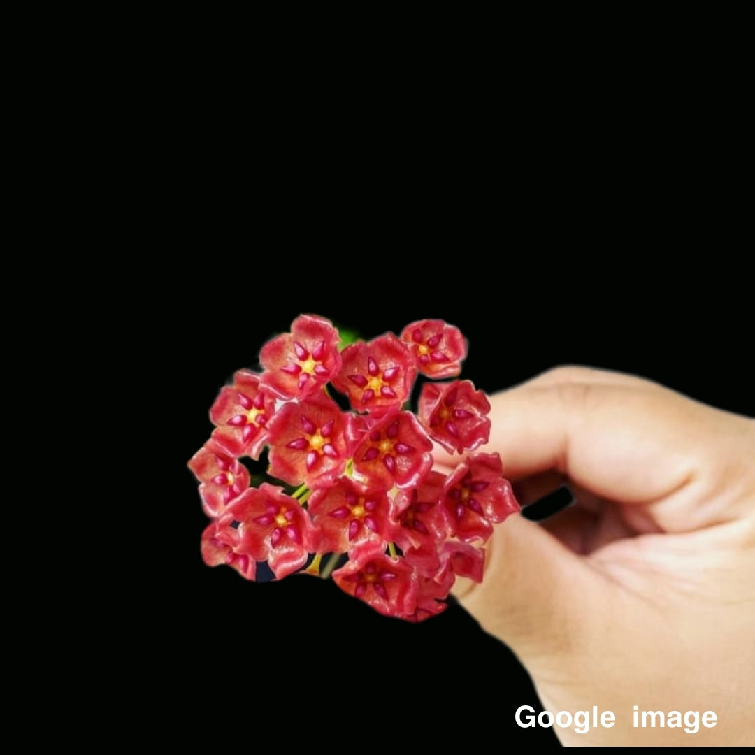 Hoya Siariae Red (Large) PRE-ORDER-JULY521