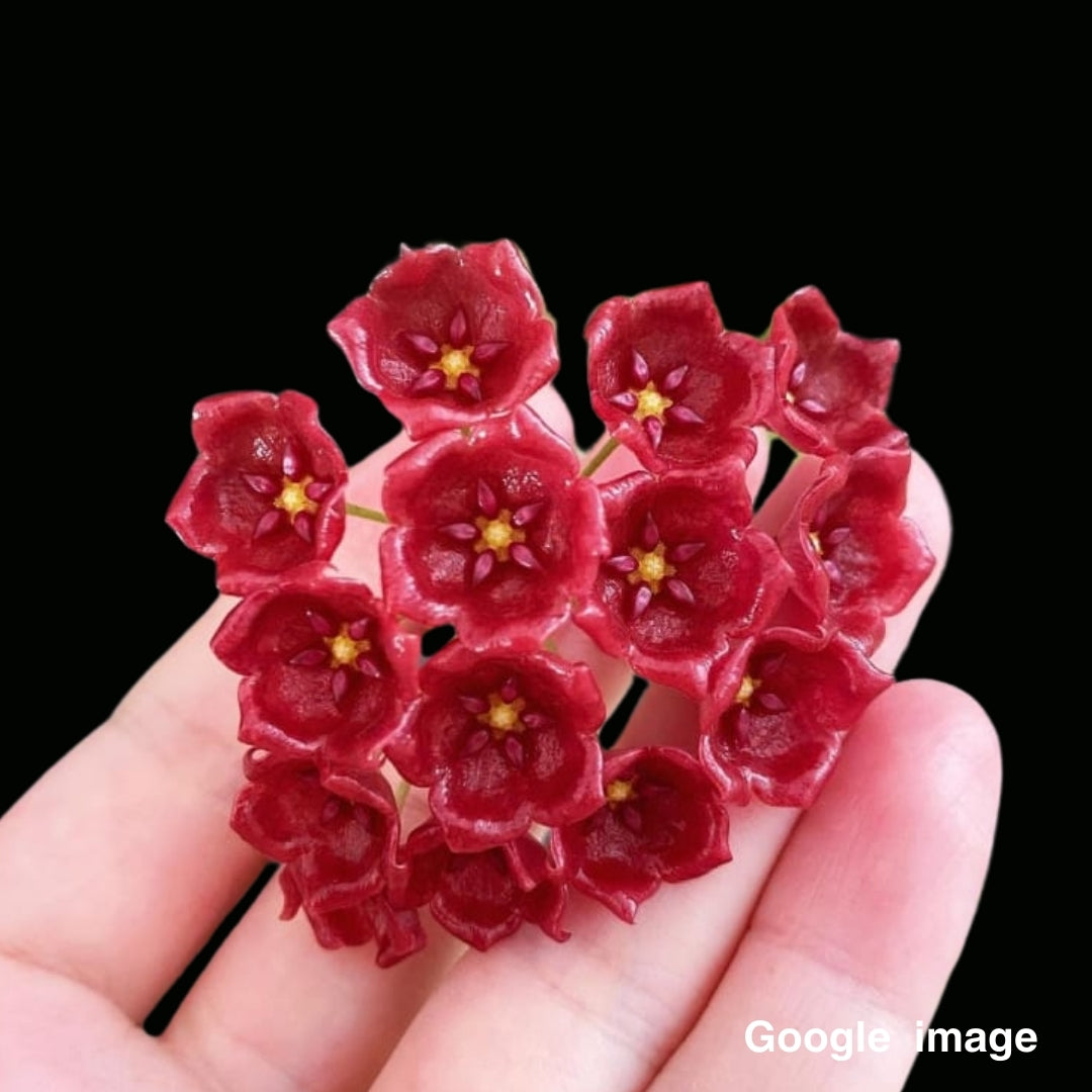 Hoya Siariae Red (Large) PRE-ORDER-JULY521