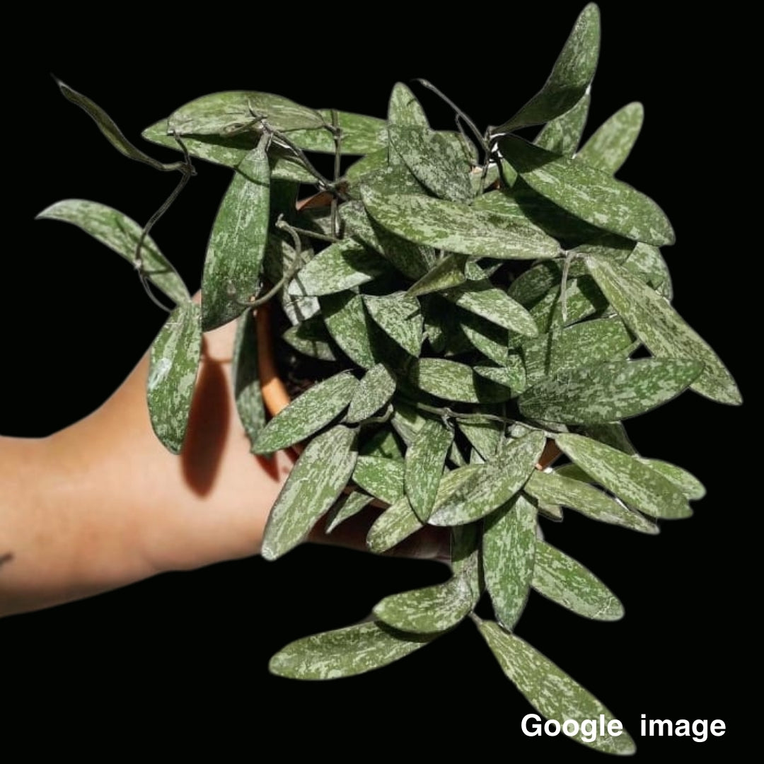 Hoya Sigillatis (Large) PRE-ORDER-JULY522 – Fuzzy Roots