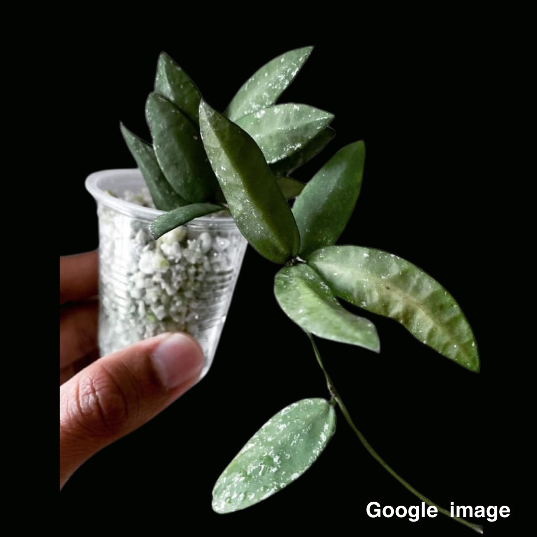 Hoya Sigillatis Alas River (PRE-ORDER)-JULY388