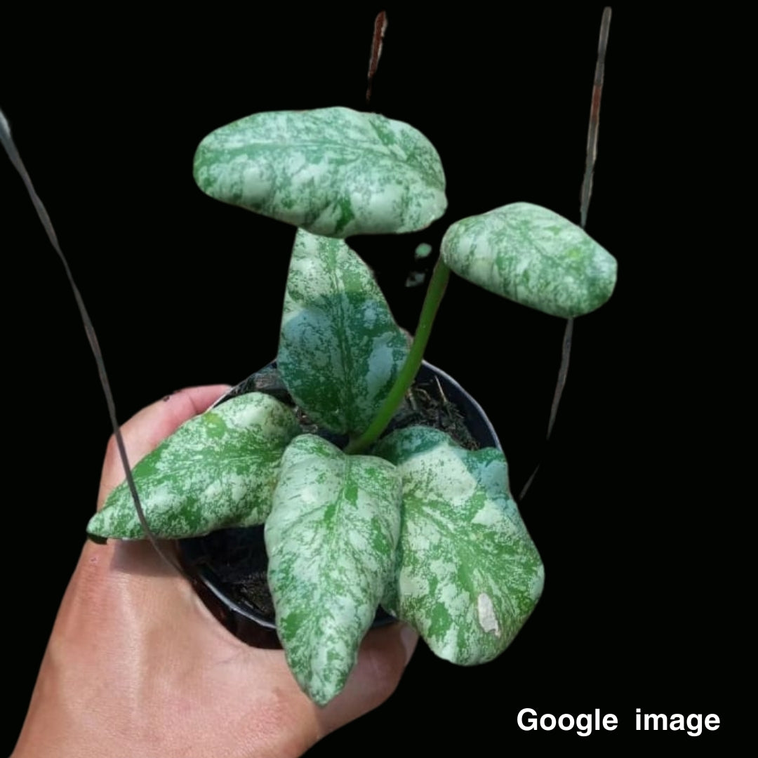 Hoya Sigillatis Alas River (PRE-ORDER)-JULY388