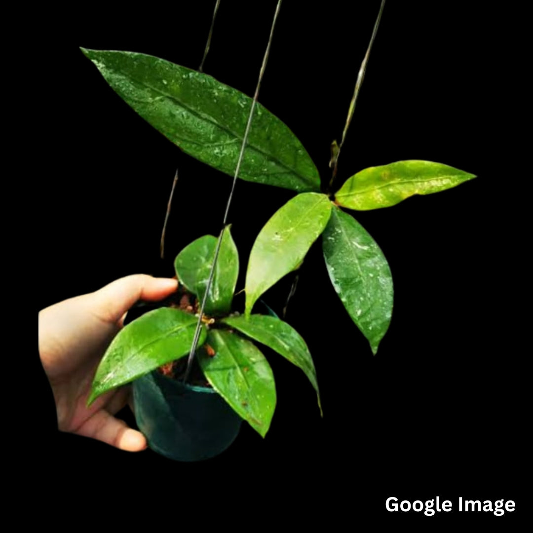 Hoya AH Dorothy (Small) PRE-ORDER-JULY038