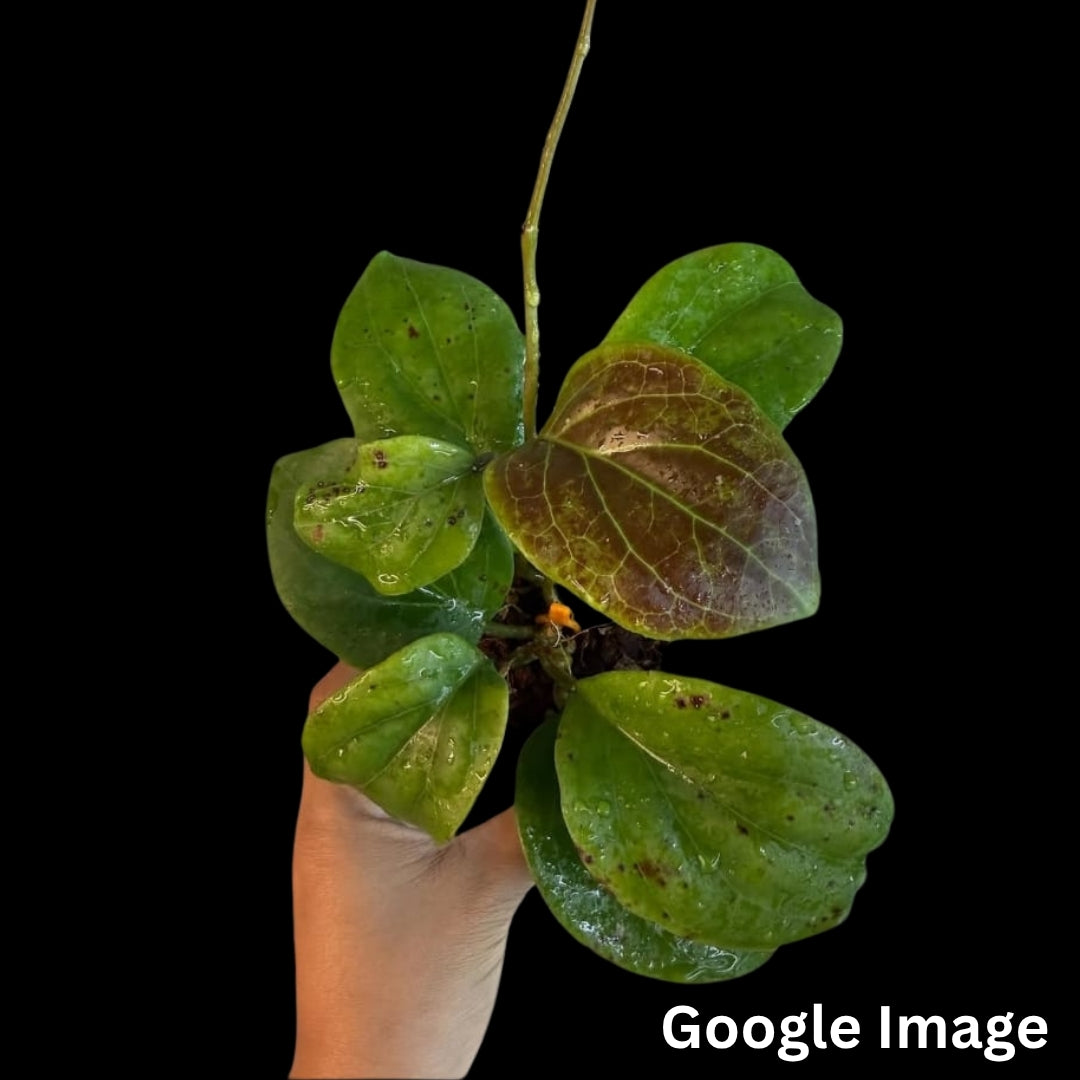 Hoya AH Karishma (Small) PRE-ORDER-JULY039