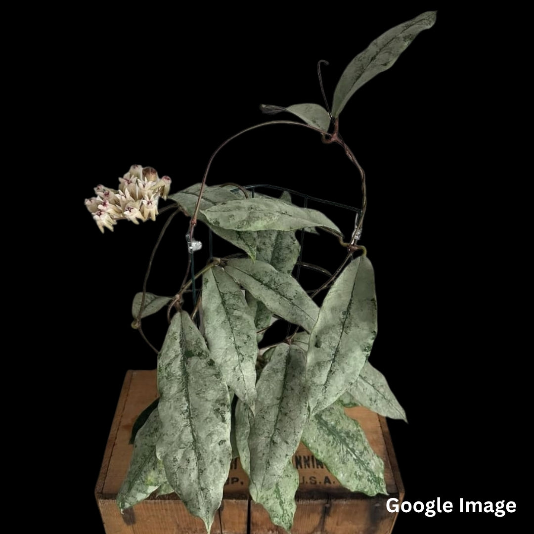 Hoya Mitrata Buntok Silver (Small) PRE-ORDER-JULY390
