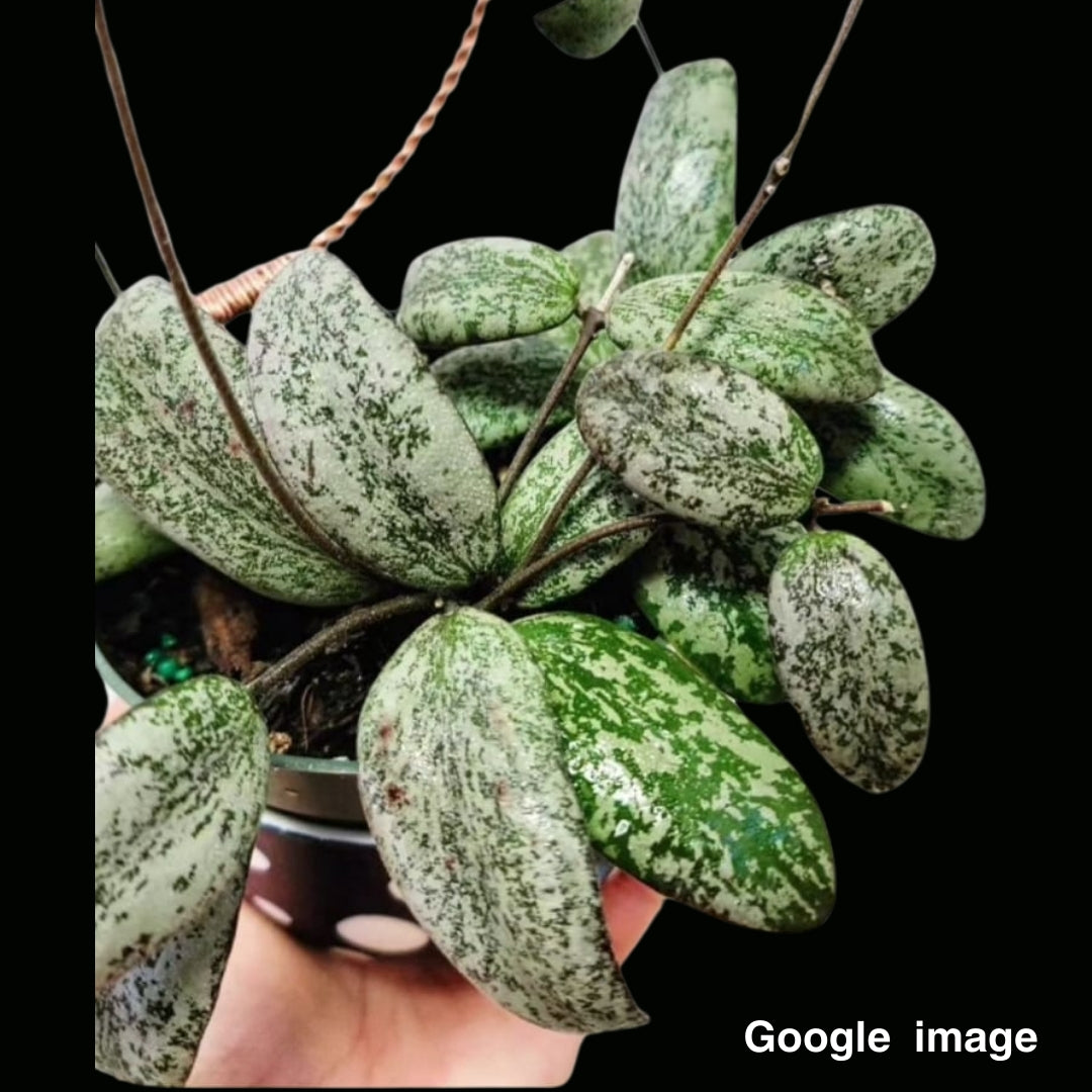Hoya Sigillatis Silver Borneo Medium (PRE-ORDER)-JULY390